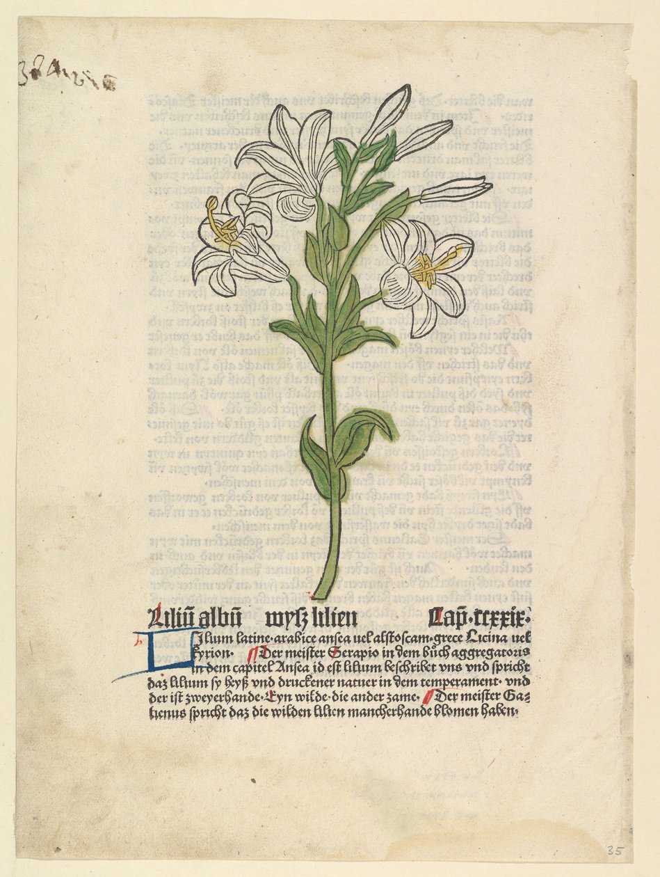 Witte Lelie, illustratie uit Gart der Gesundheit Sch.4332, 28 maart 1485 door Unbekannt