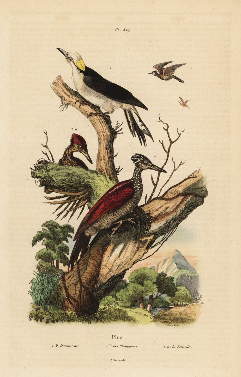 Witte specht, Melanerpes candidus, Filipijnse dwergspecht, Yungipicus maculatus, man en vrouw door Unbekannt