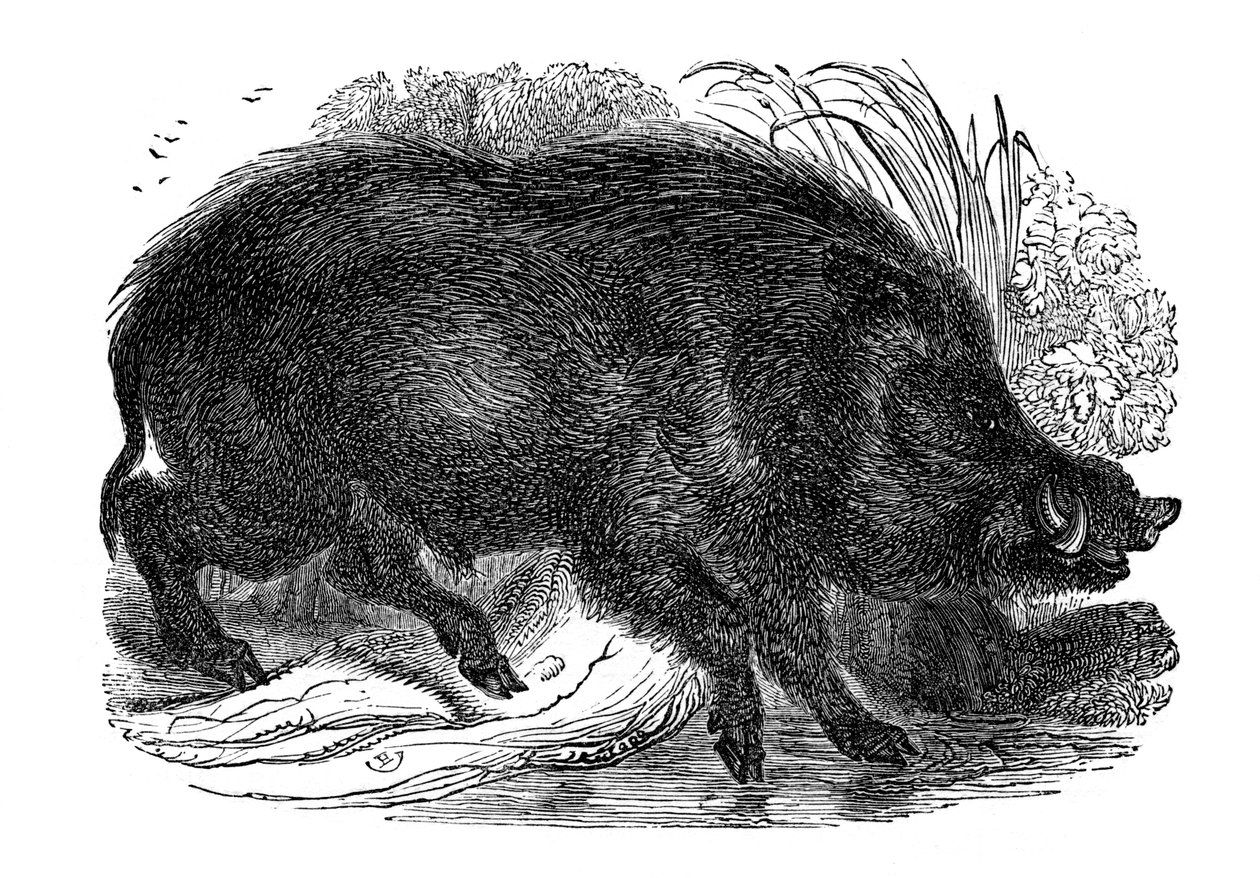 Wild zwijn, 1848 door Unbekannt