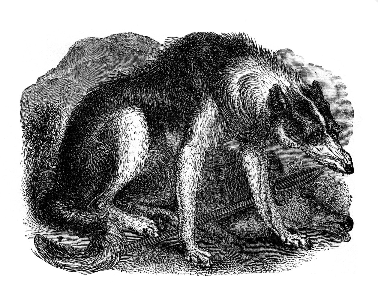 Wolfshond, 1848 door Unbekannt