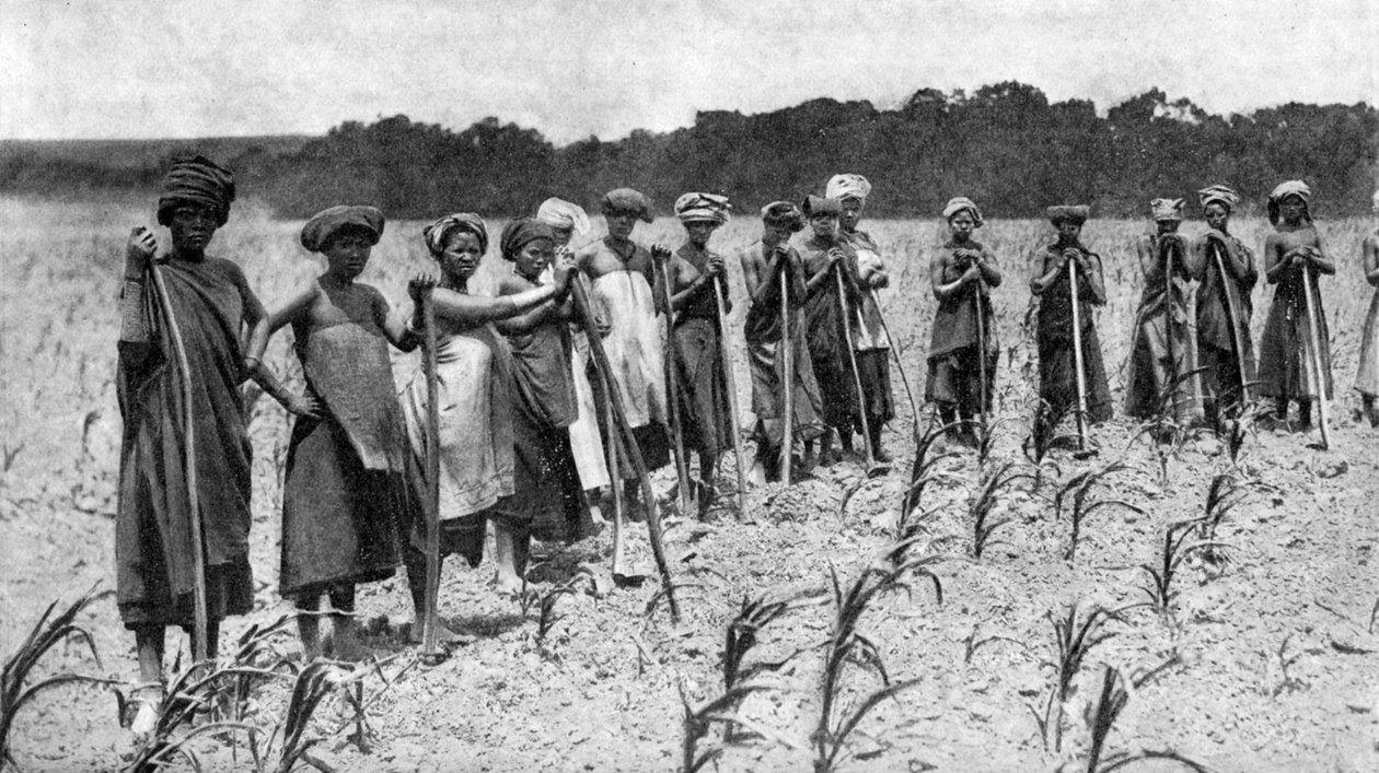 Vrouwen die een maïsveld wieden, Zuid-Afrika, ca. 1923 door Unbekannt