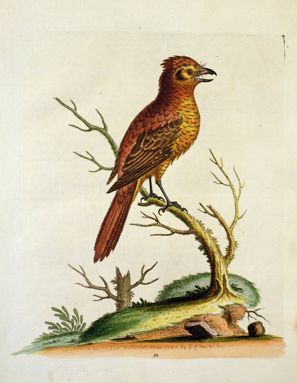 Indische Grote Kuif Bulcher Vogel, uitgegeven mei 1742 door G.E. Inard door Unbekannt Unbekannt