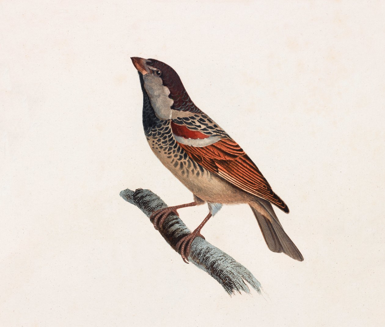 Een kleurenillustratie van een vogel door Unbekannt
