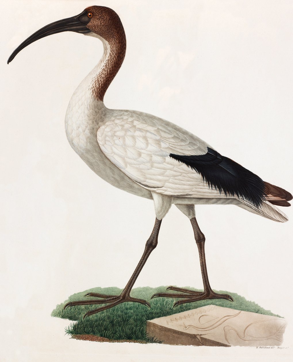 Een kleurenillustratie van een vogel met lange snavel door Unbekannt