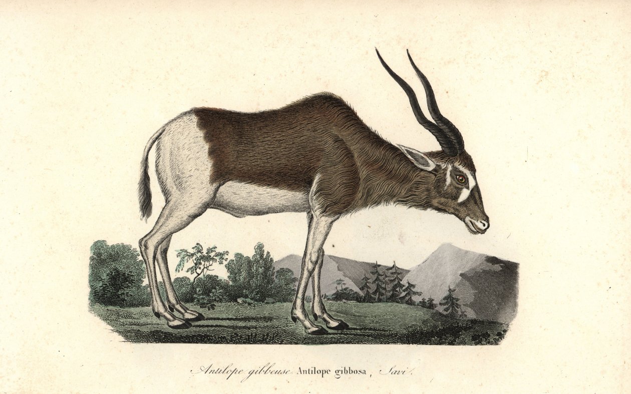 Addax of schroefhoornantilope, Addax nasomaculatus. Kritiek bedreigd door Unbekannter Künstler