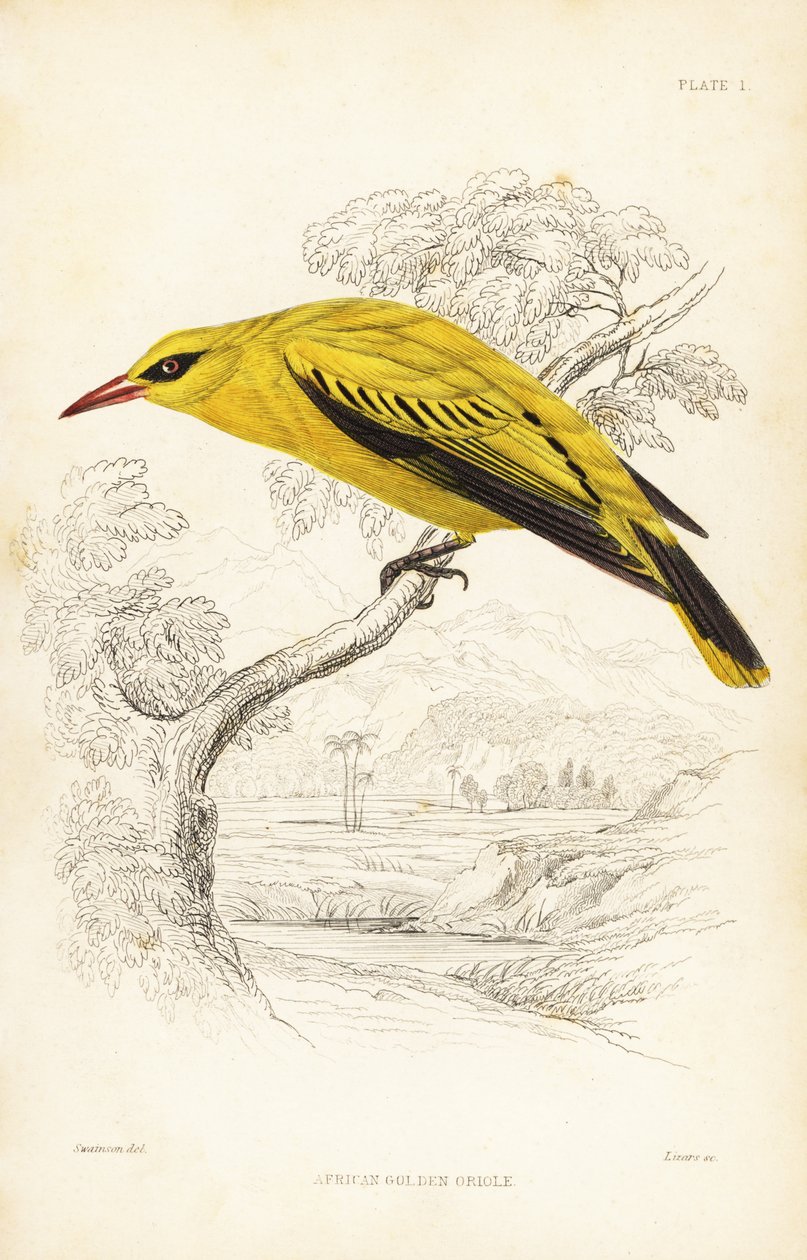 Afrikaanse gouden wielewaal, Oriolus auratus door Unbekannter Künstler