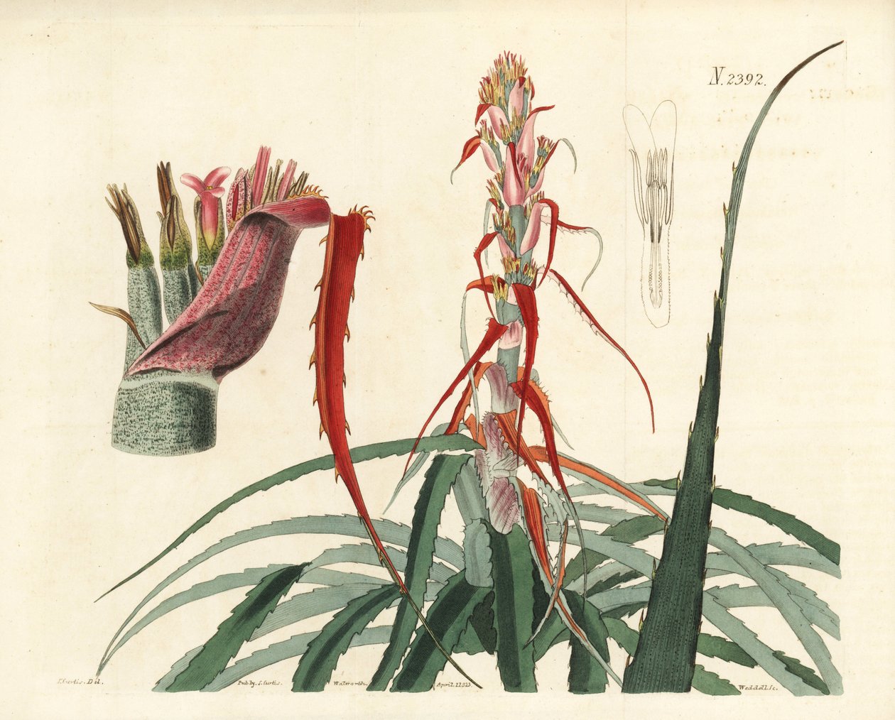Aguava, Bromelia alsodes (Smalbladige ananas, Bromelia sylvestris) door Unbekannter Künstler