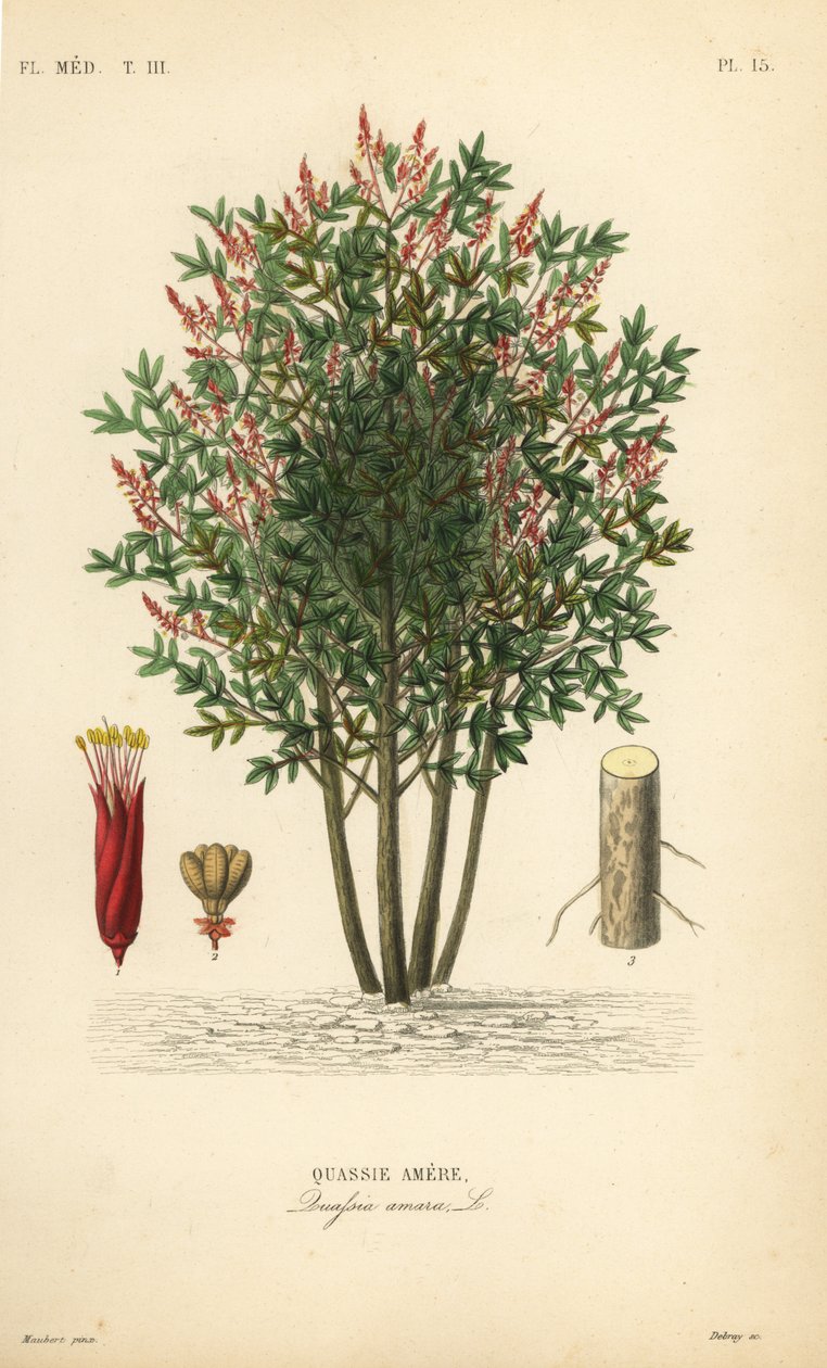 Amargo, bitterhout of hombre grande, Quassia amara, Quassie amere door Unbekannt