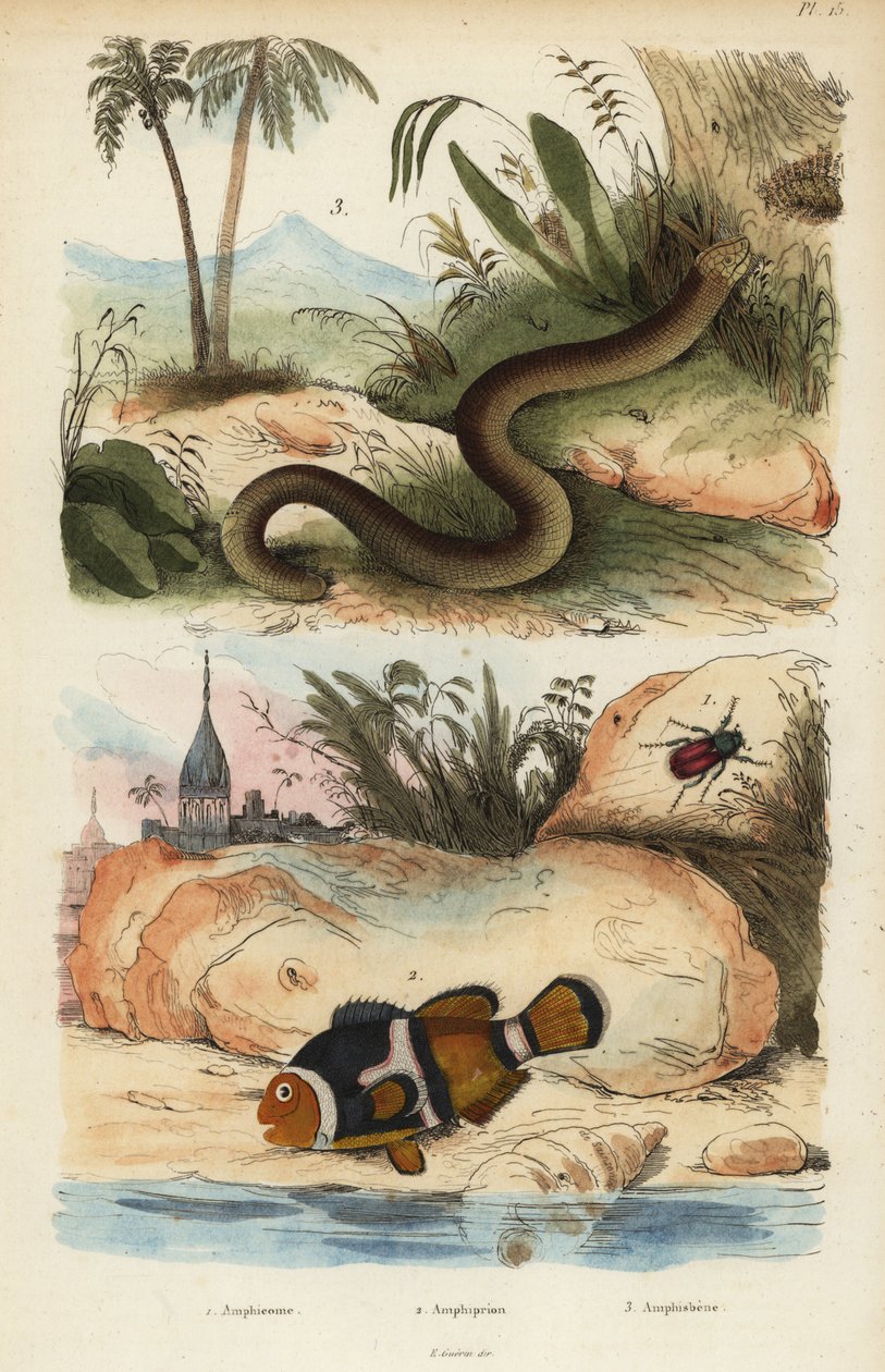 Amphicoma scullelata 1, zadeldakclownvis, Amphiprion polymnus 2 en witte wormhagedis, Amphisbaena alba 3 door Unbekannt