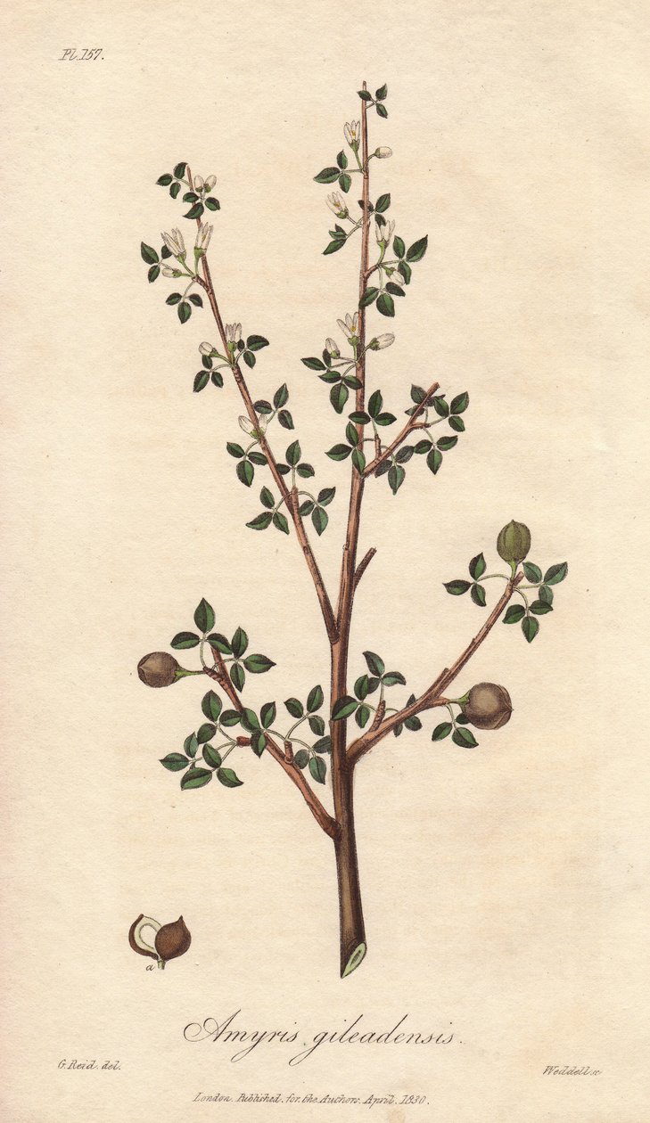 Amyris elemifera of Elemi-boom (Commiphora gileadensis) Sterk water door William Clarke ter illustratie van 