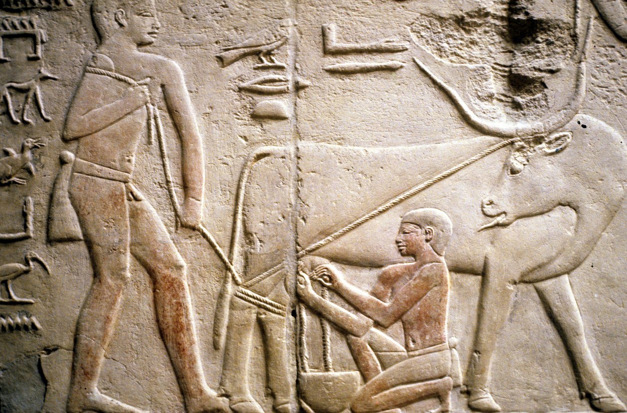 Oud Egypte: Saqqarah (of Saqqara of Sakkarah): necropolis van het Oude Rijk, graf van edele. Detail van de reliëfs die het melken van een buffel voorstellen door Leopold Blonder