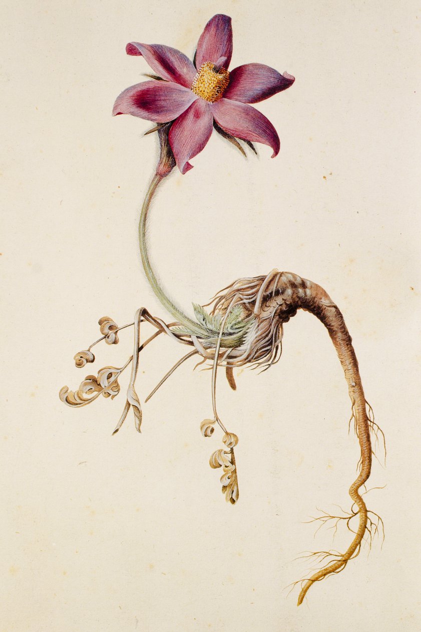 Anemone pulsatilla door Unbekannt