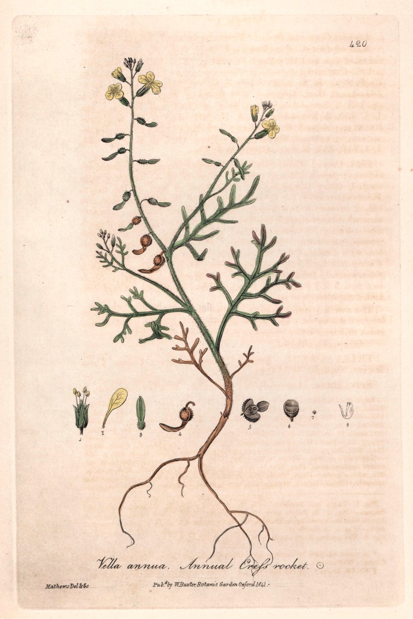 Jaarlijkse Vella (Vella annua) - Botanische plaat door Isaac Russell, gegraveerd door Charles Matthews, uit English Botanical Phenomenes door William Baxter (1788-1871) door Unbekannter Künstler