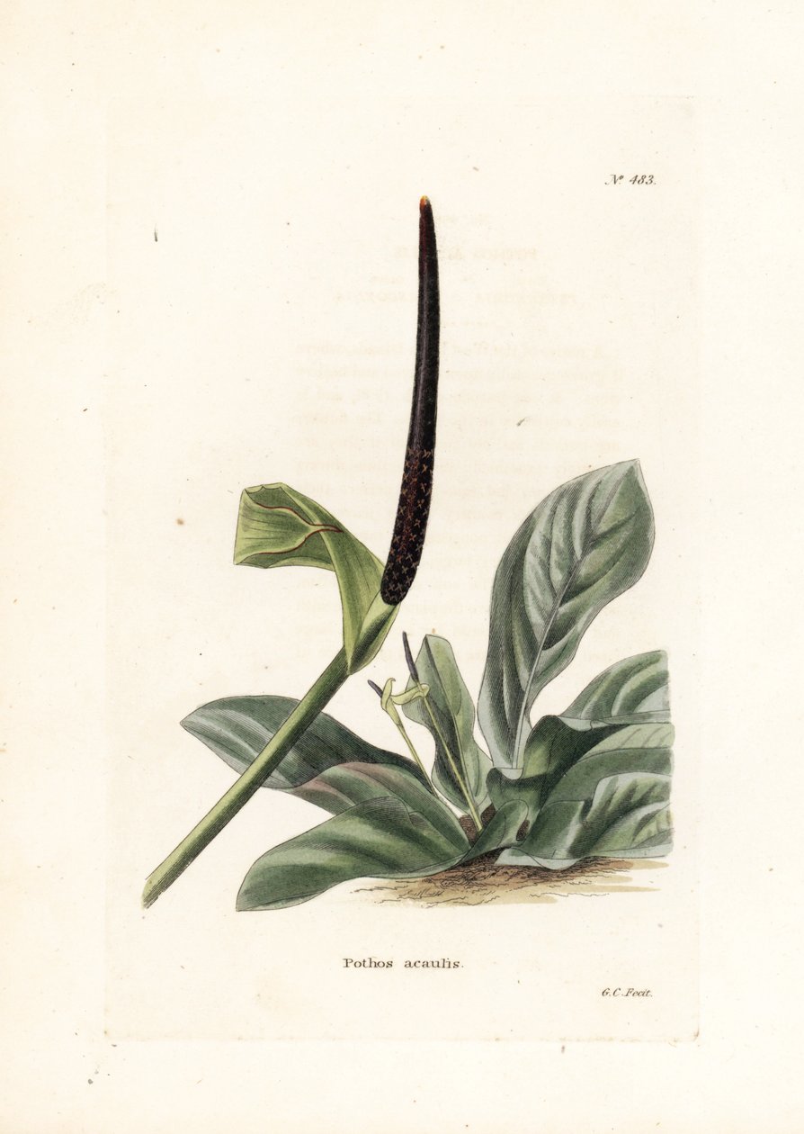 Anthurium vogelnest of anthurium kool (Pothos acaulis) - Lithografie door George Cooke, voor het Britse tijdschrift Conrad Loddiges Botanical Cabinet (1738-1826) door Unbekannter Künstler
