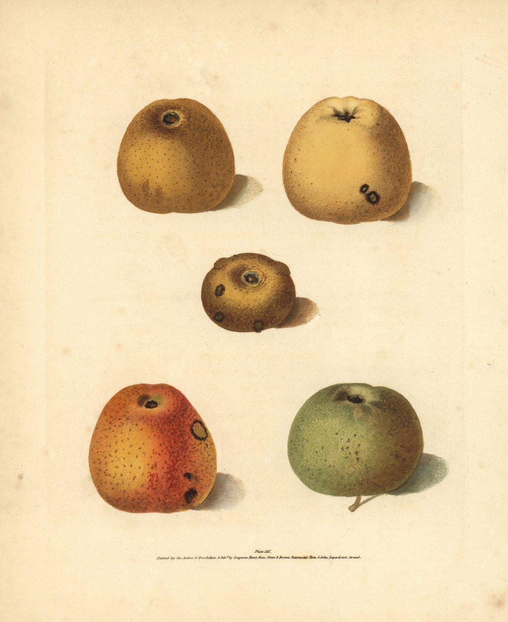 Appelrassen, Malus domestica: Franklin