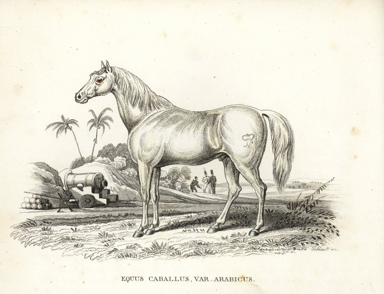 Arabisch of Arabisch paard, Equus caballus var. arabicus. Met het merk van Napoleon op zijn flank en Franse soldaten en kanonnen in een Noord-Afrikaans slagveld. Handgekleurde lithografie uit Georg Friedrich Treitschke
