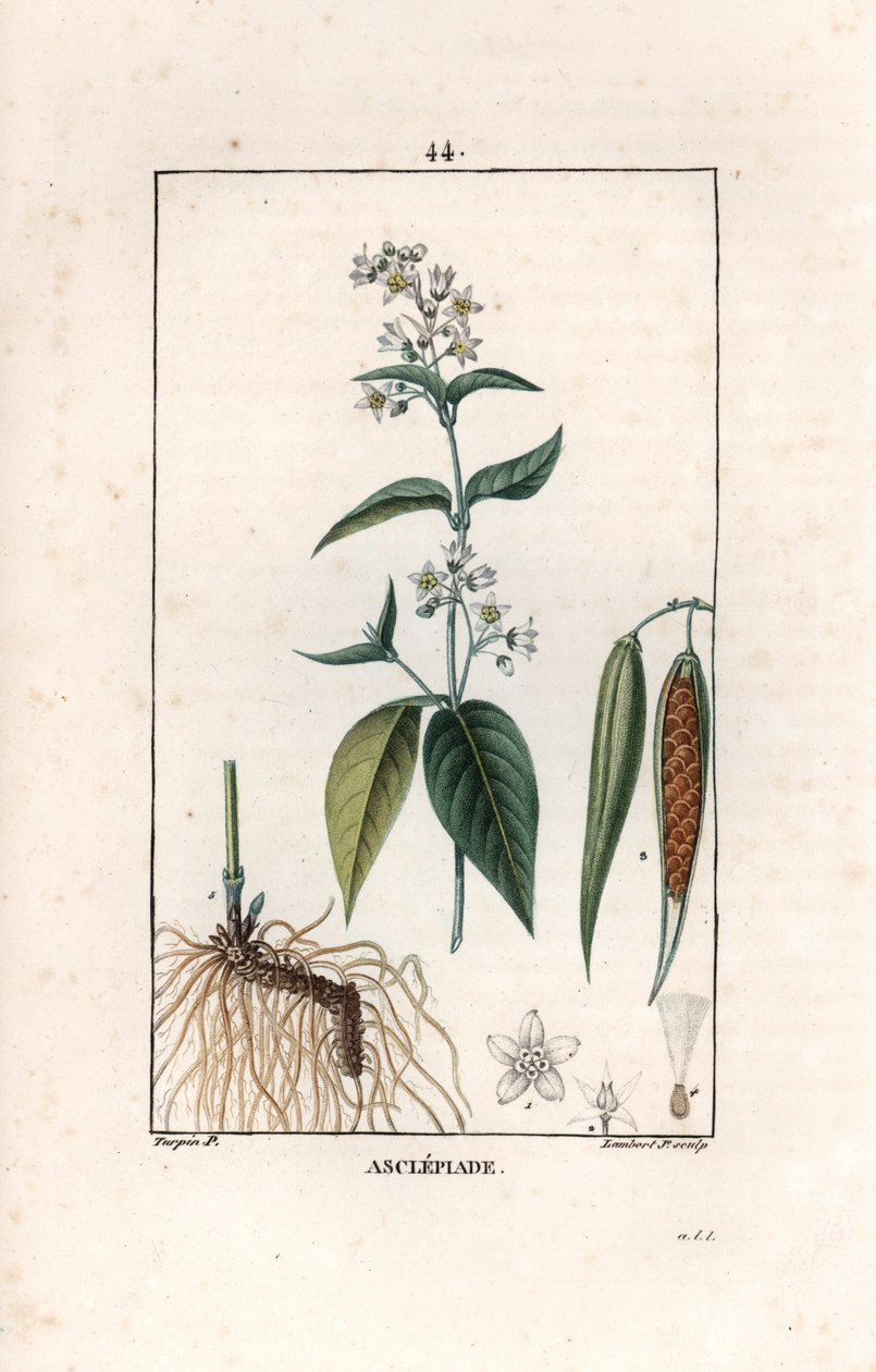 Asclepiade ou herbe à la wadding ou herbe aux parruches - Gravure door Lambert fils, naar een tekening van Pierre Jean Francois Turpin, uit La flore medicale, de Chaumeton, Poiret et Chamberet, Parijs 1830 - Zwaluwkruid, Vincetoxicum hirundinaria door Unbekannter Künstler