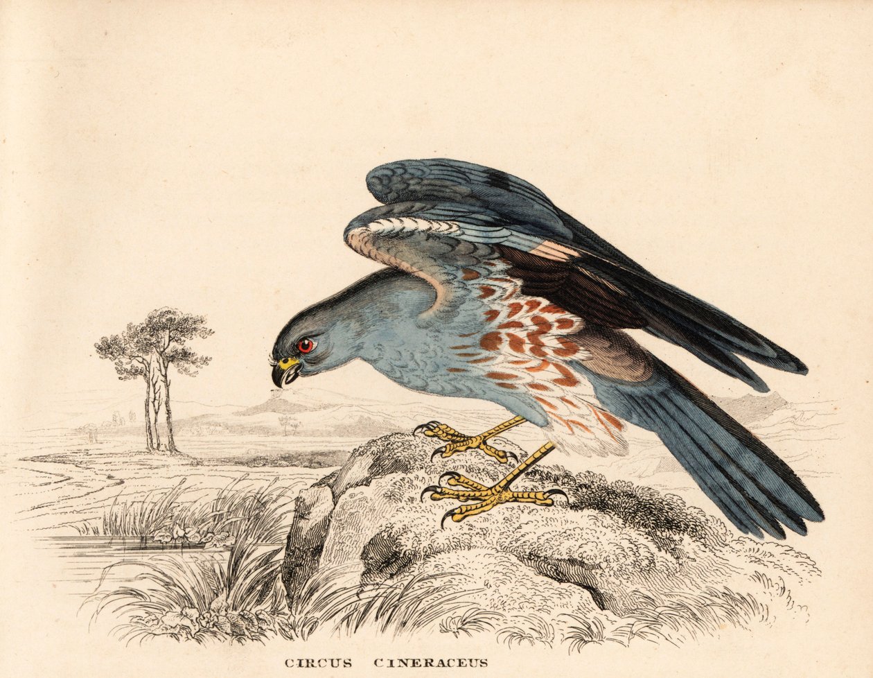 Asgrijze kiekendief, Circus cineraceus. Handgekleurde staalgravure uit Georg Friedrich Treitschke