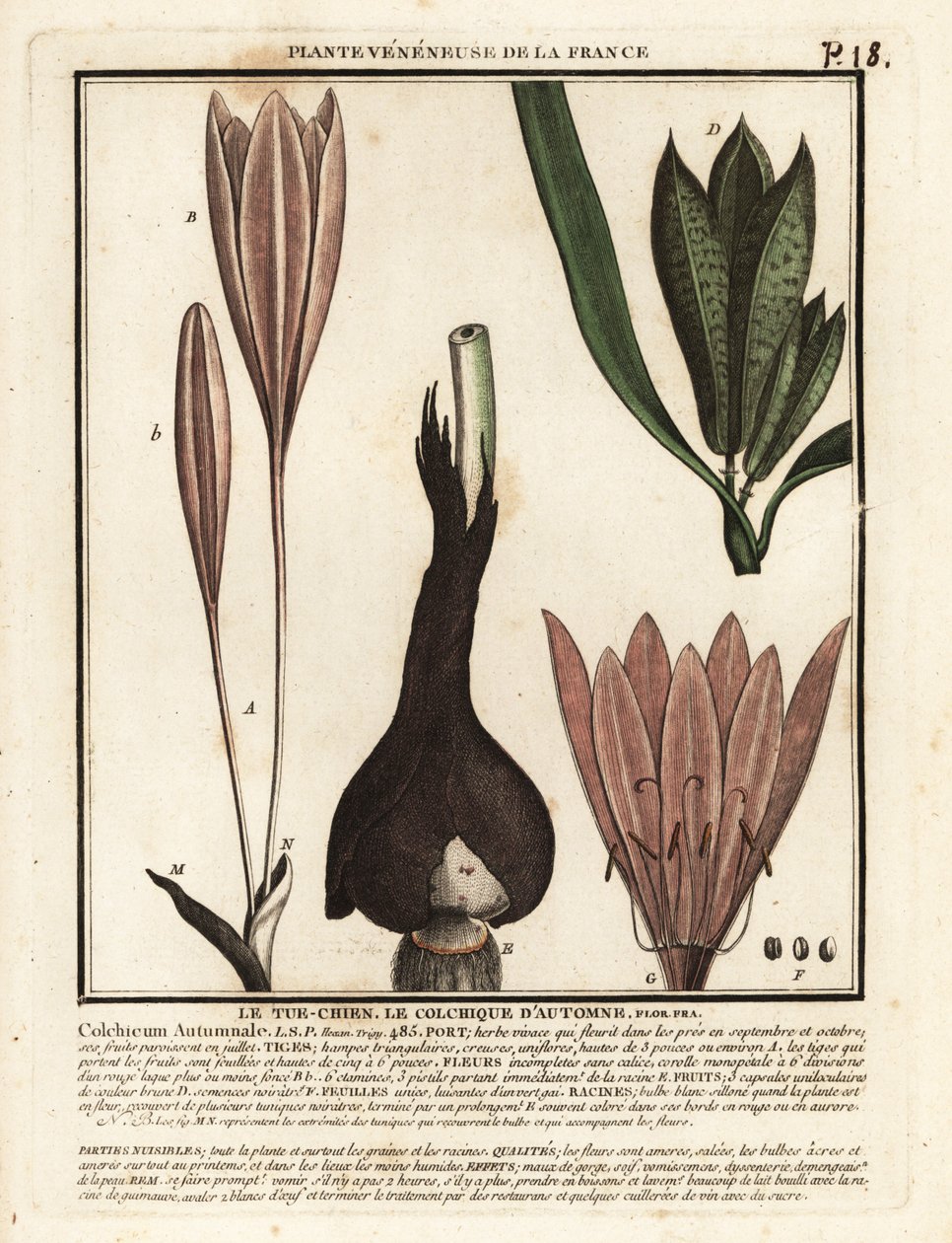 Herfsttijloos, Colchicum autumnale door Unbekannter Künstler