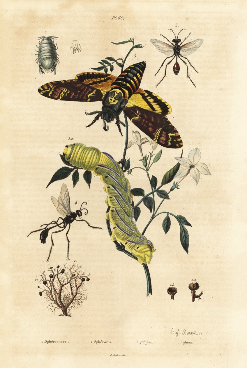 Bolmos, Sphaerophorus globulus 1, Dynamene kreeftachtige 2, graafwespen, Sphex soort 3,4, en Afrikaanse doodshoofdvlinder, Acherontia atropos, en rups 5 door Unbekannt