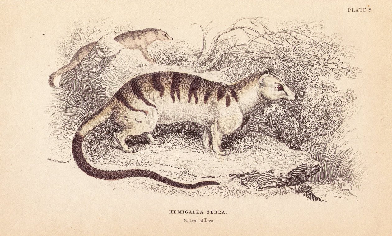 Gestreepte palm civet kat, bedreigd. Handgekleurde staalgravure door Lizars naar een illustratie van Charles Hamilton Smith uit William Jardine