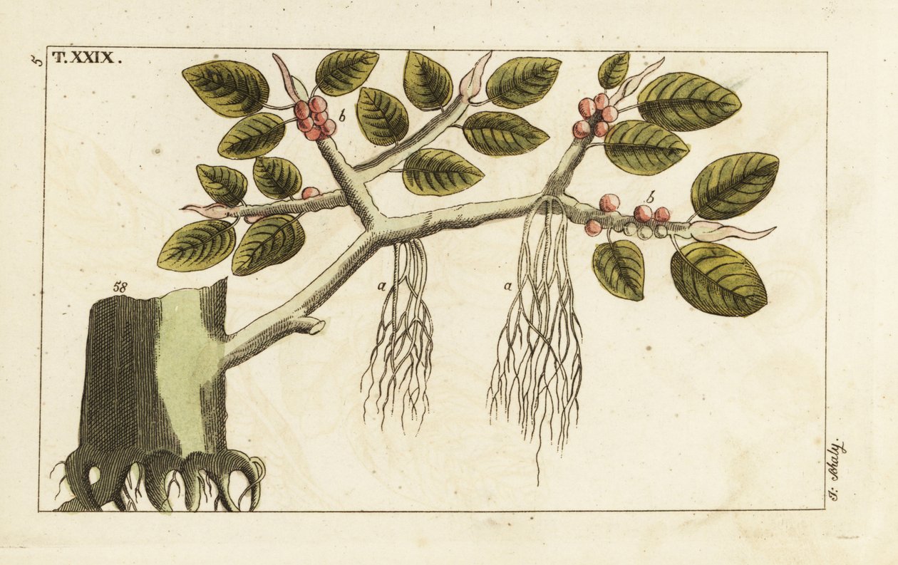 Banyan vijgenboom met luchtwortels, Ficus benghalensis door Unbekannter Künstler