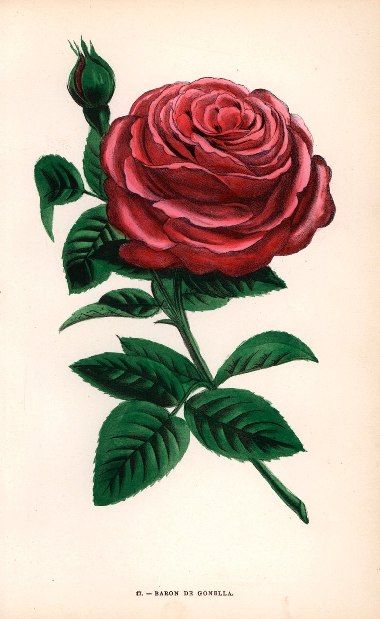 Baron de Gonella roos, variëteit van de Ile-Bourbon roos, gekweekt door Monsieur Guillot Sr. in Lyon in 1859 - Les Roses, Parijs door Unbekannter Künstler