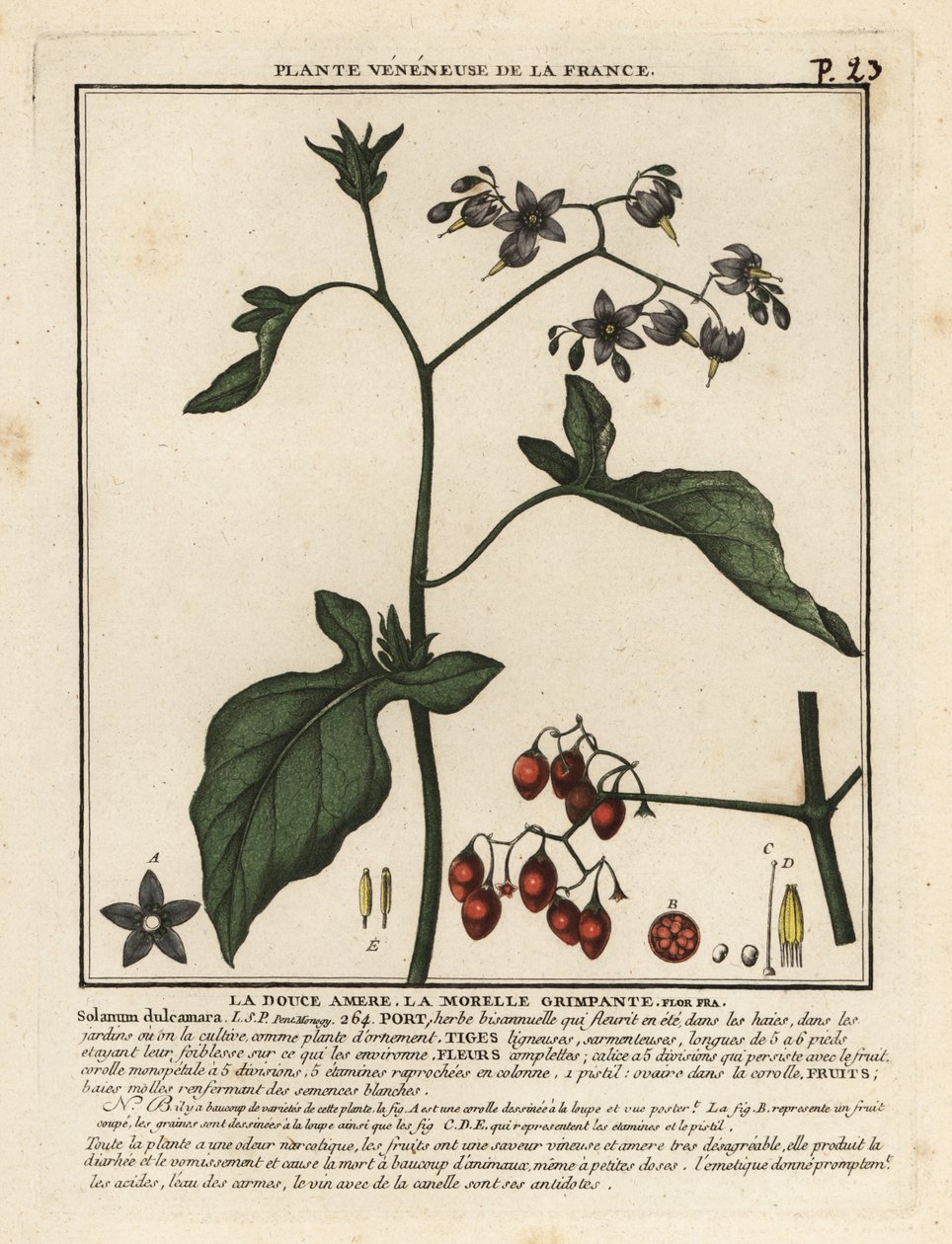 Bitterzoet, Solanum dulcamara door Unbekannter Künstler