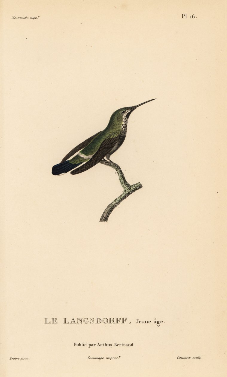 Zwartbuik thorntail, Discosura langsdorffi (Ornismya langsdorfii). Onvolwassen. Handgekleurde staalgravure door Coutant naar een illustratie van Jean-Gabriel Pretre uit Rene Primevere Lesson