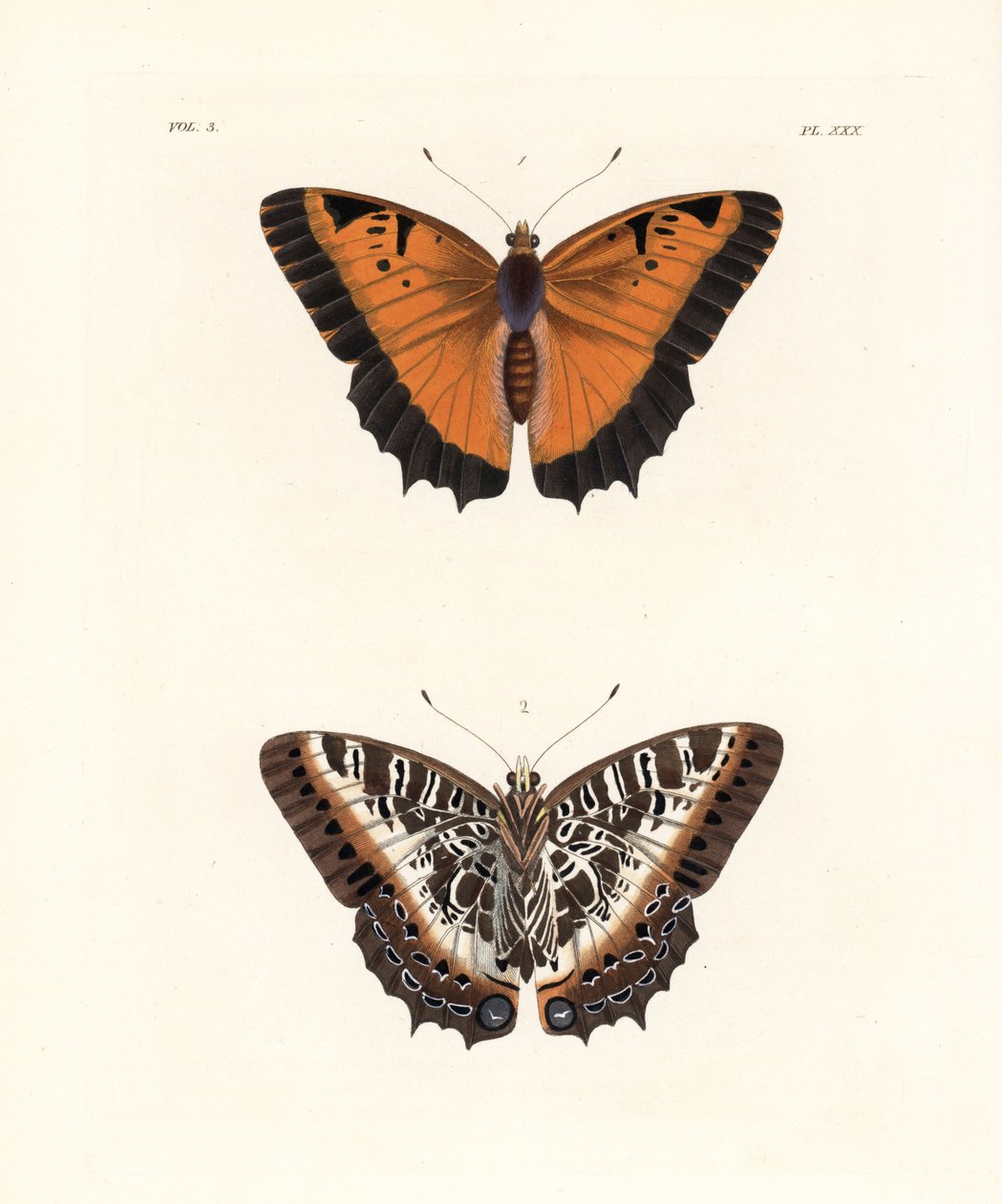 Zwart-omrande charaxes, Charaxes pollux, bovenkant 1, onderkant 2. Handgekleurde lithografie uit John O. Westwood