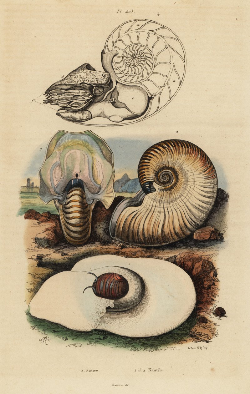 Blaasmosselslak, Neverita didyma, korstnautilus, Nonion umbilicatulum, en kamernautilus, Nautilus pompilius door Unbekannt