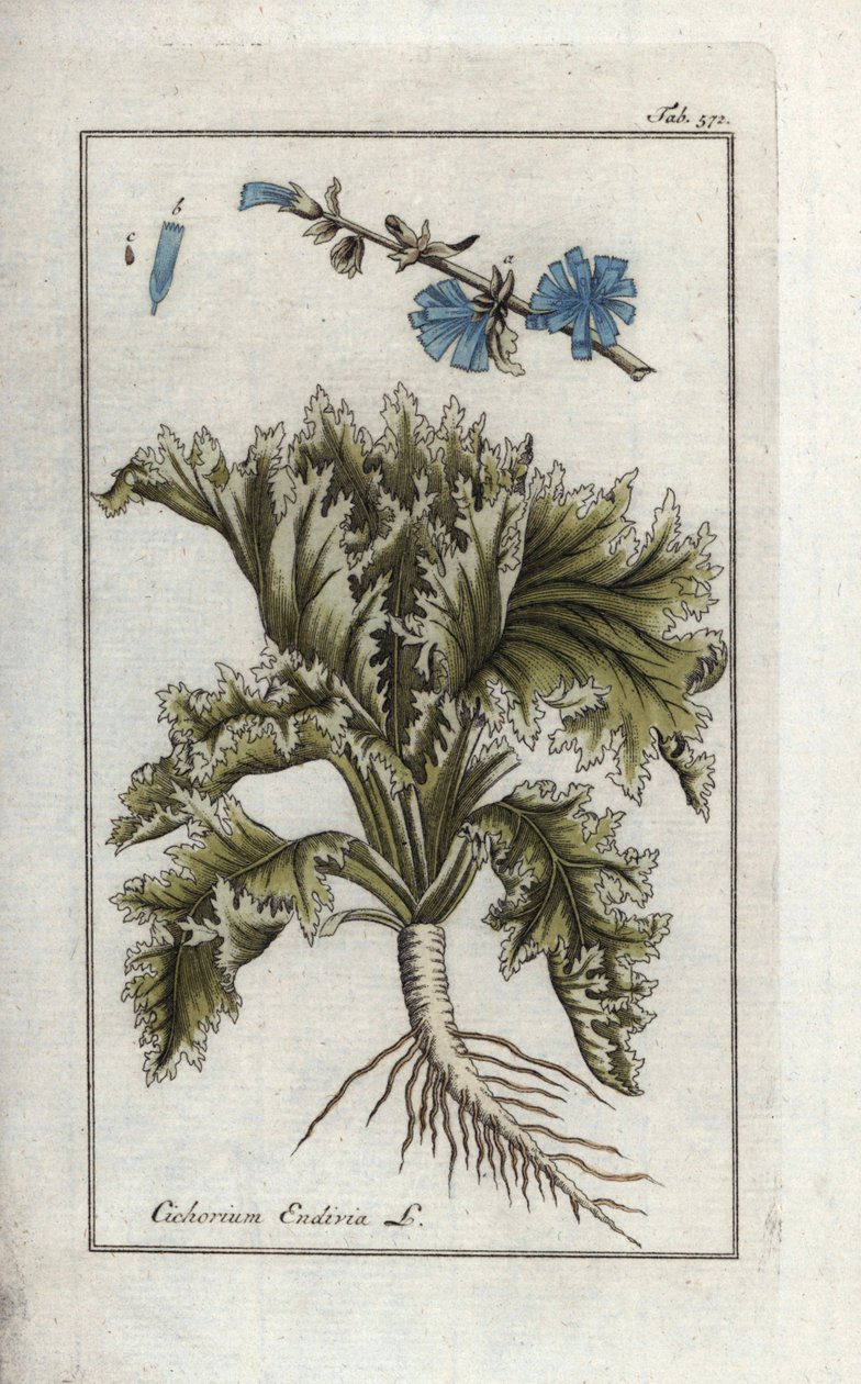 Botanisch: Andijvie, Cichorium endivia. Handgekleurde kopergravure uit Johannes Zorn