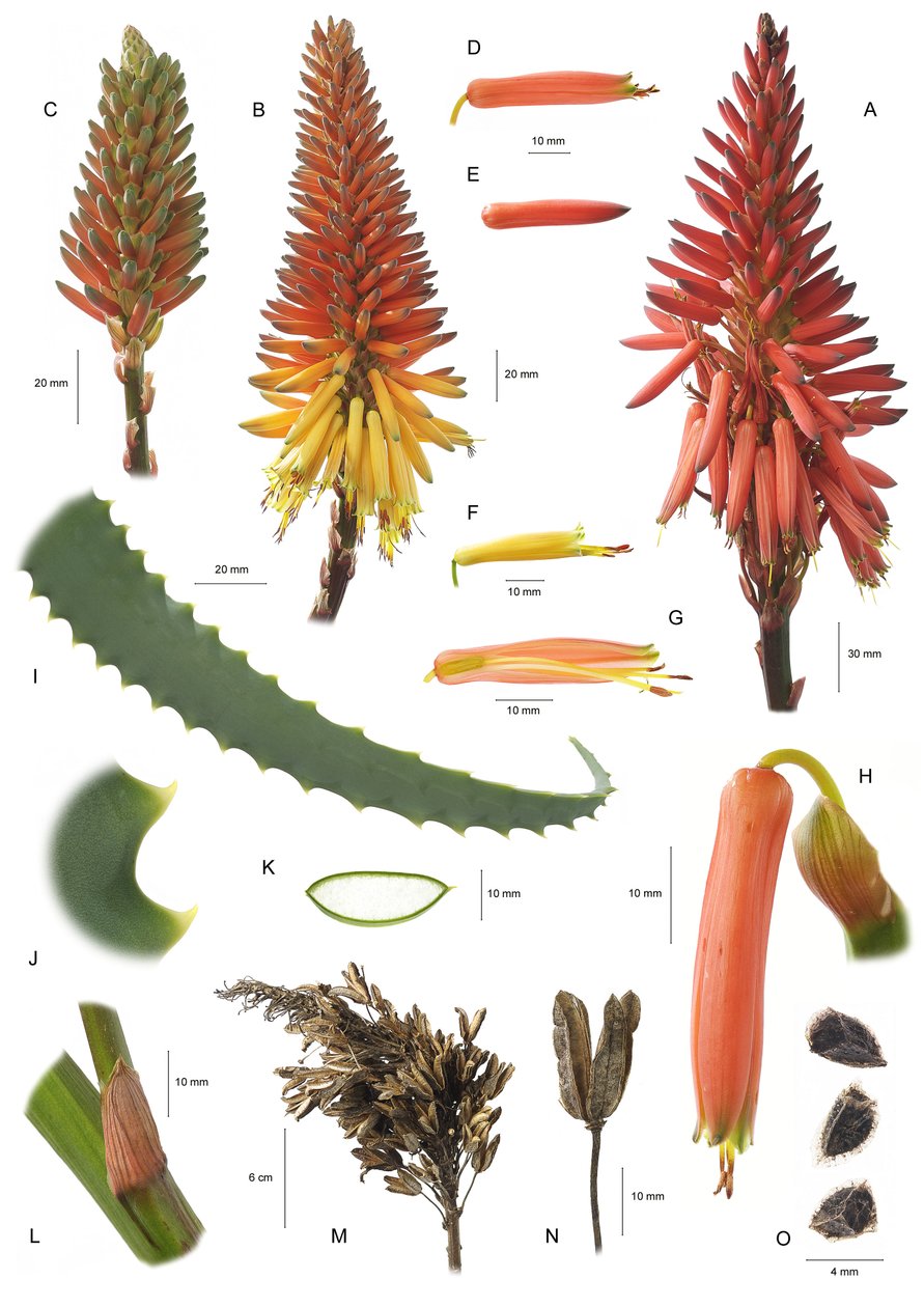 Botanische plaat Aloe arborescens door Unbekannt