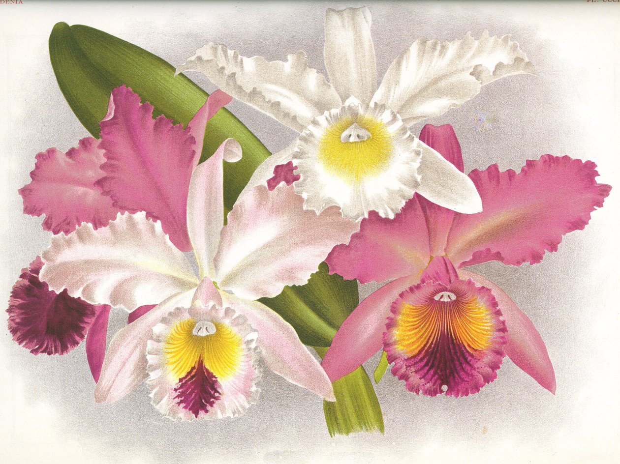 Botanische plaat/Cattleya labiata/Lindenia door Unbekannt