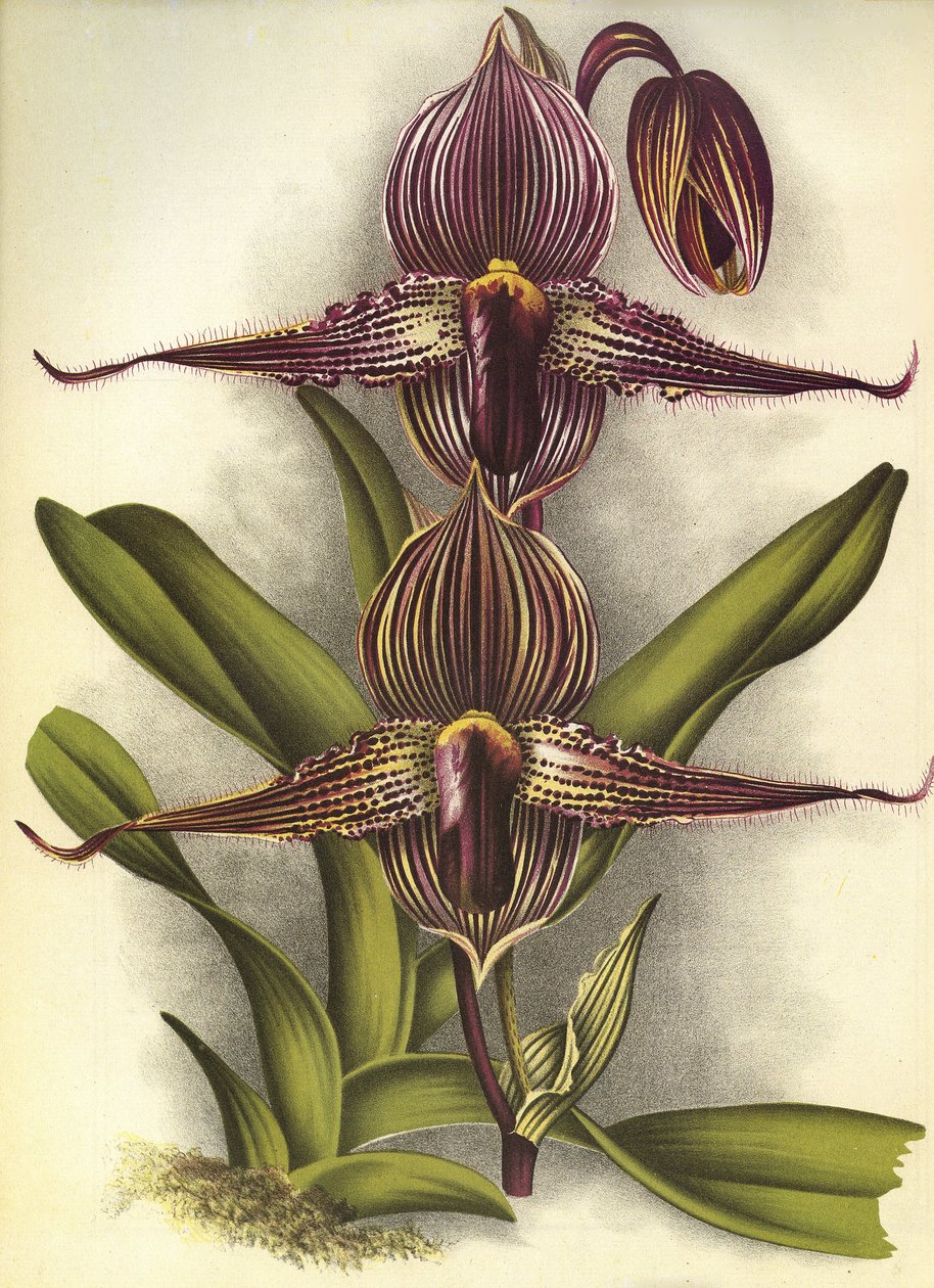 Botanische plaat - Paphiopedilum rothschildianum - Lindenia door Unbekannt