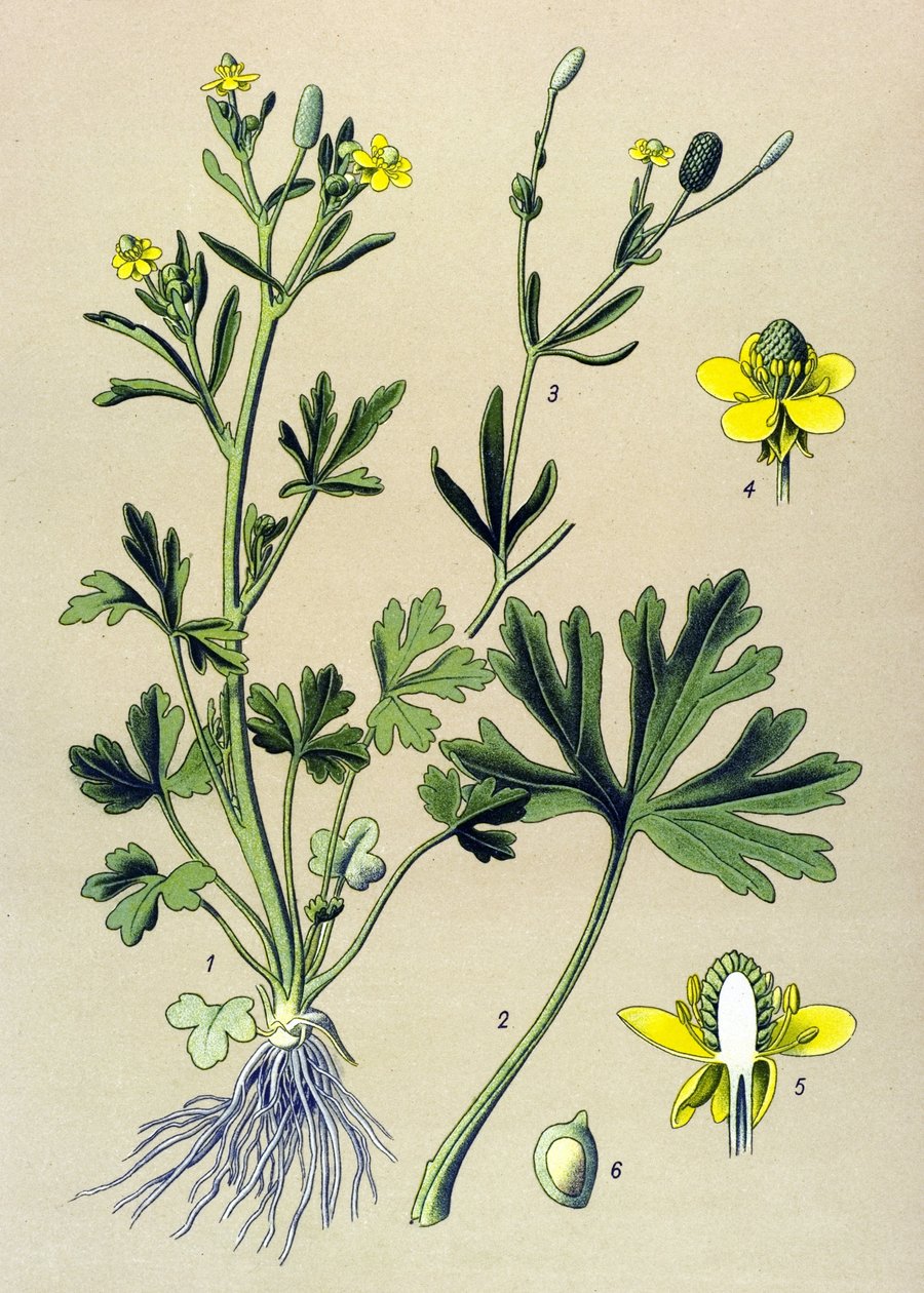 Botanische plaat. Giftige plant: selderijbladige boterbloem (Ranunculus sceleratus) door Unbekannter Künstler