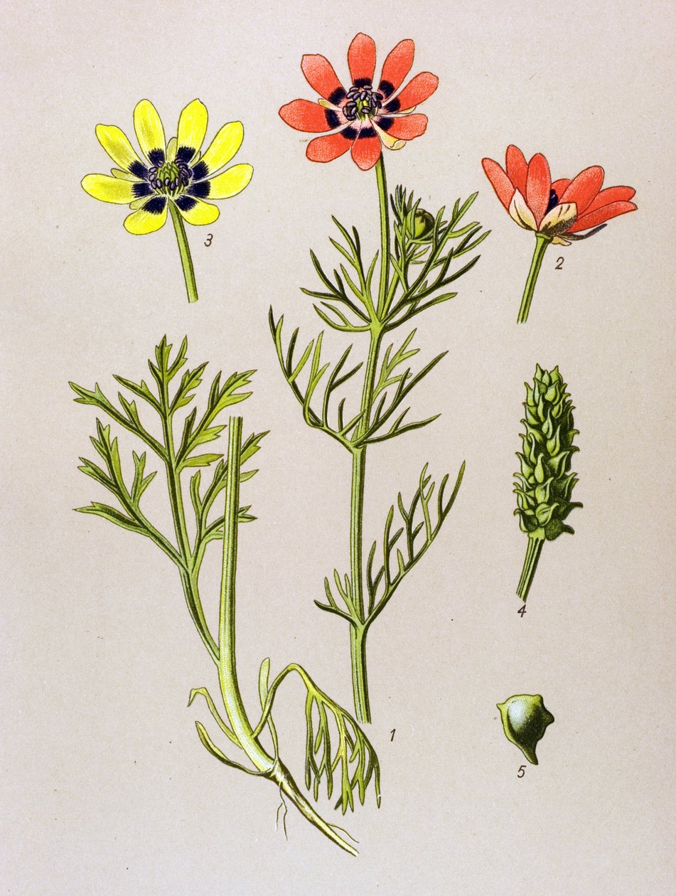 Botanische plaat. Giftige en medicinale plant: zomeradonis (Adonis aestivalis) door Unbekannter Künstler