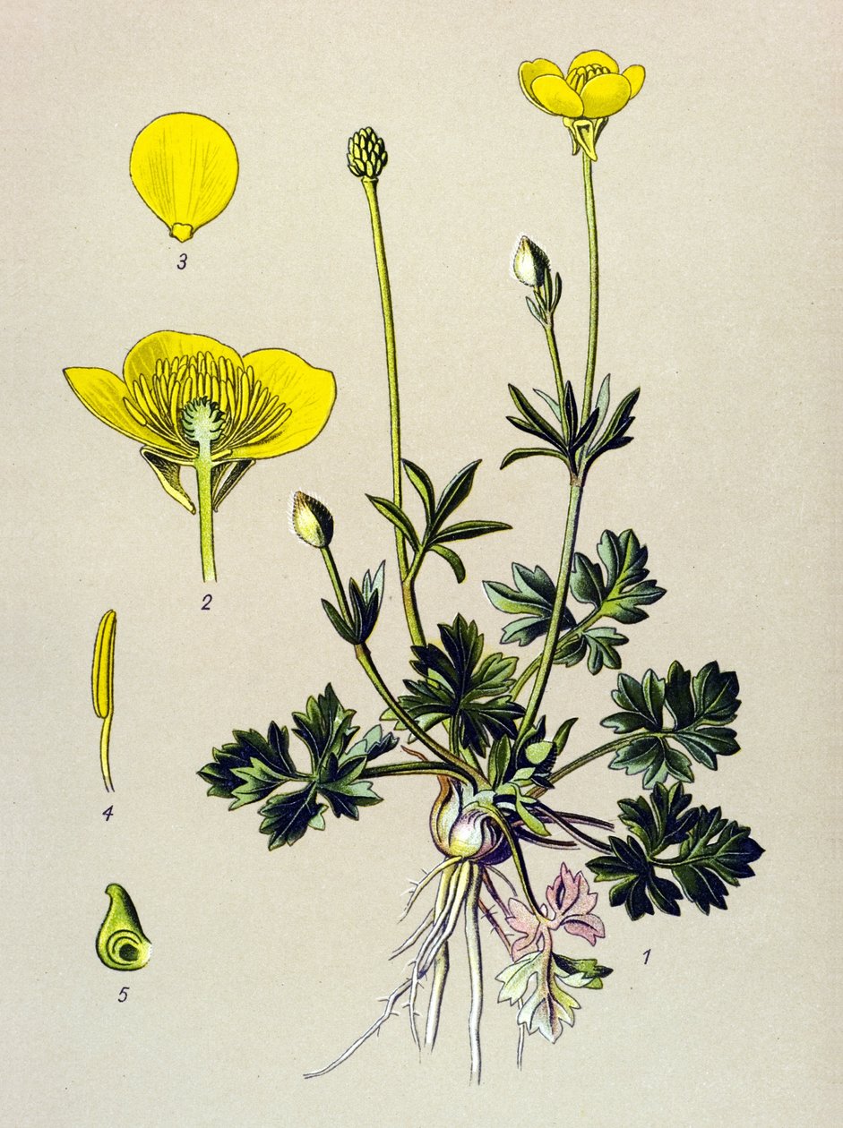 Botanische plaat, giftige plant: knolboterbloem of gouden knop (Ranunculus bulbosus) door Unbekannter Künstler