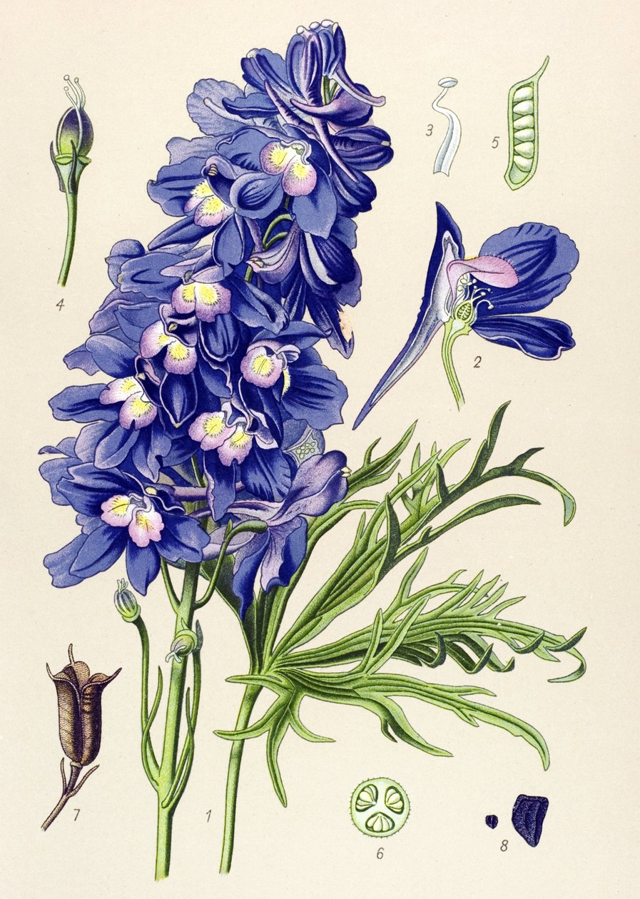 Botanische plaat, giftige plant: ridderspoor (Delphinium grandiflorum) door Unbekannter Künstler