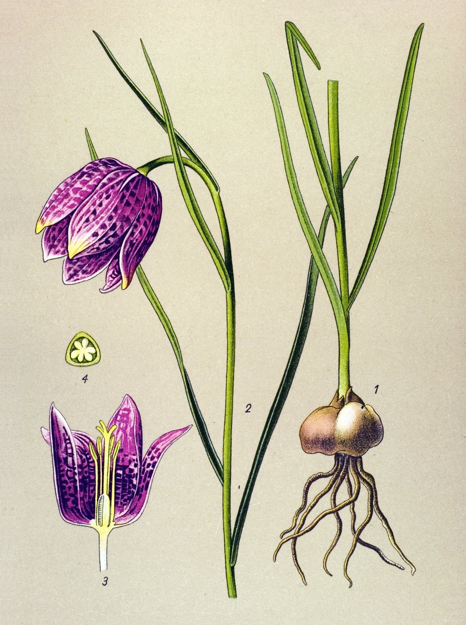 Botanische plaat. Giftige plant: kievitsbloem (Fritillaria meleagris) door Unbekannter Künstler