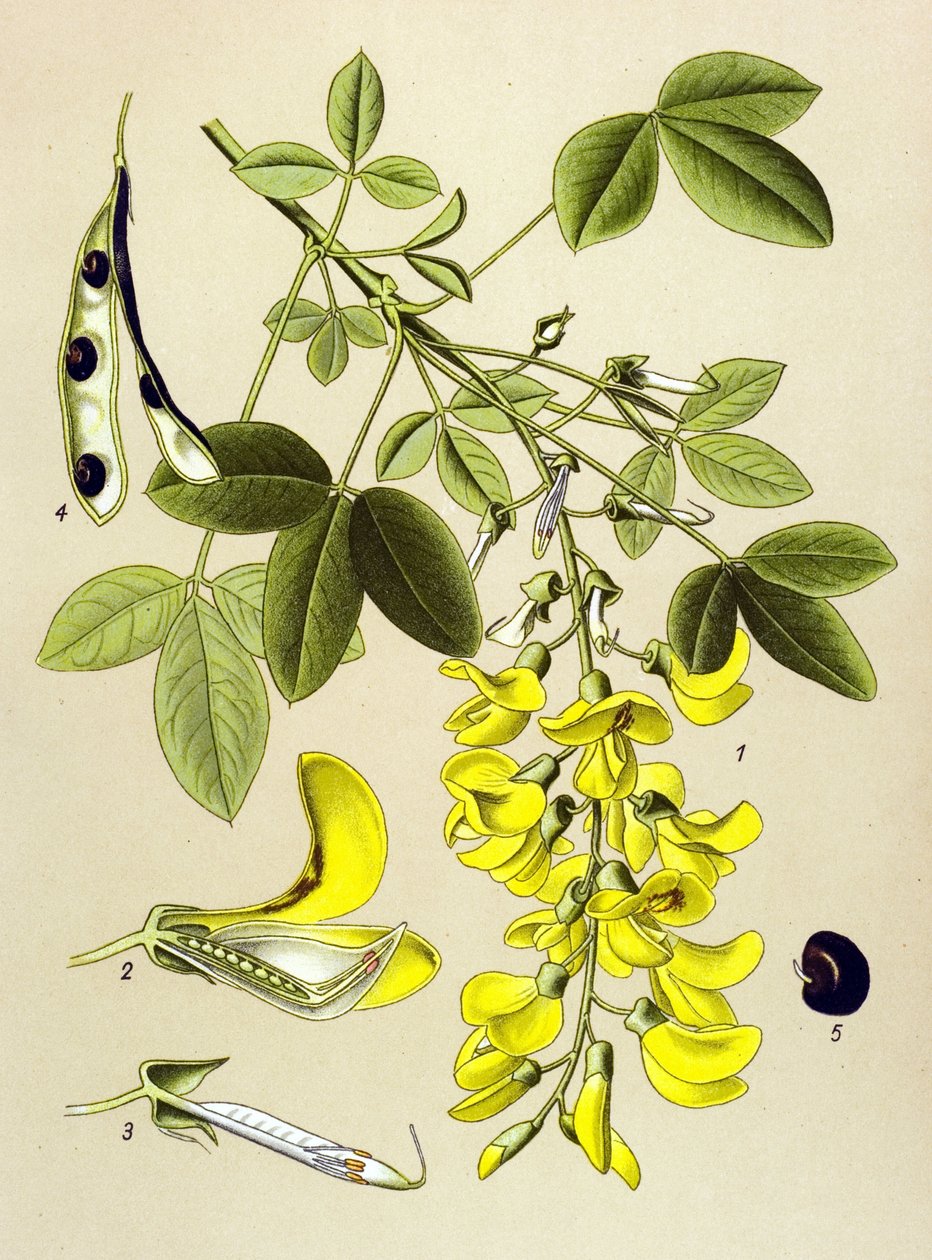 Botanisch bord, plant: Gewone goudenregen (Cytisus Laburnum) door Unbekannter Künstler