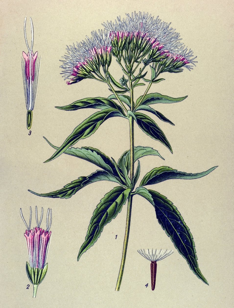 Botanische plaat, plant: hennepbladige koninginnekruid (Eupatorium cannabinum) door Unbekannter Künstler