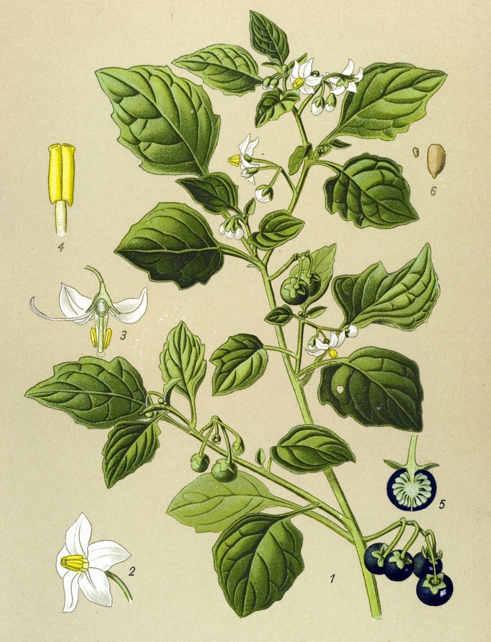 Botanische plaat, giftige plant: zwarte nachtschade (Solanum nigrum) door Unbekannter Künstler