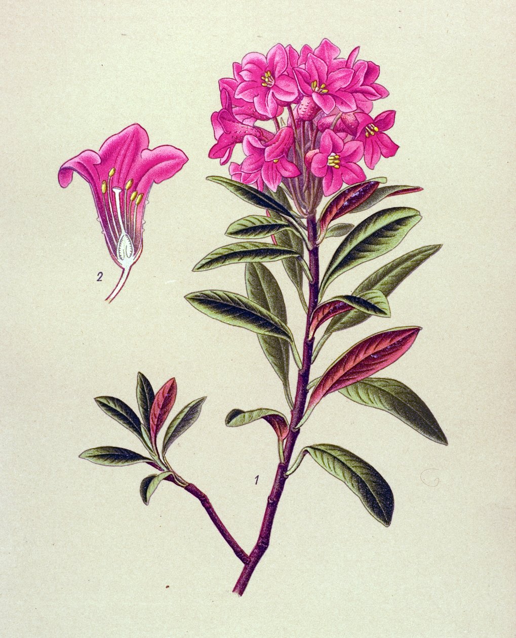 Botanisch bord, giftige plant: roestkleurige rododendron (Rhododendron ferrugineum). door Unbekannter Künstler