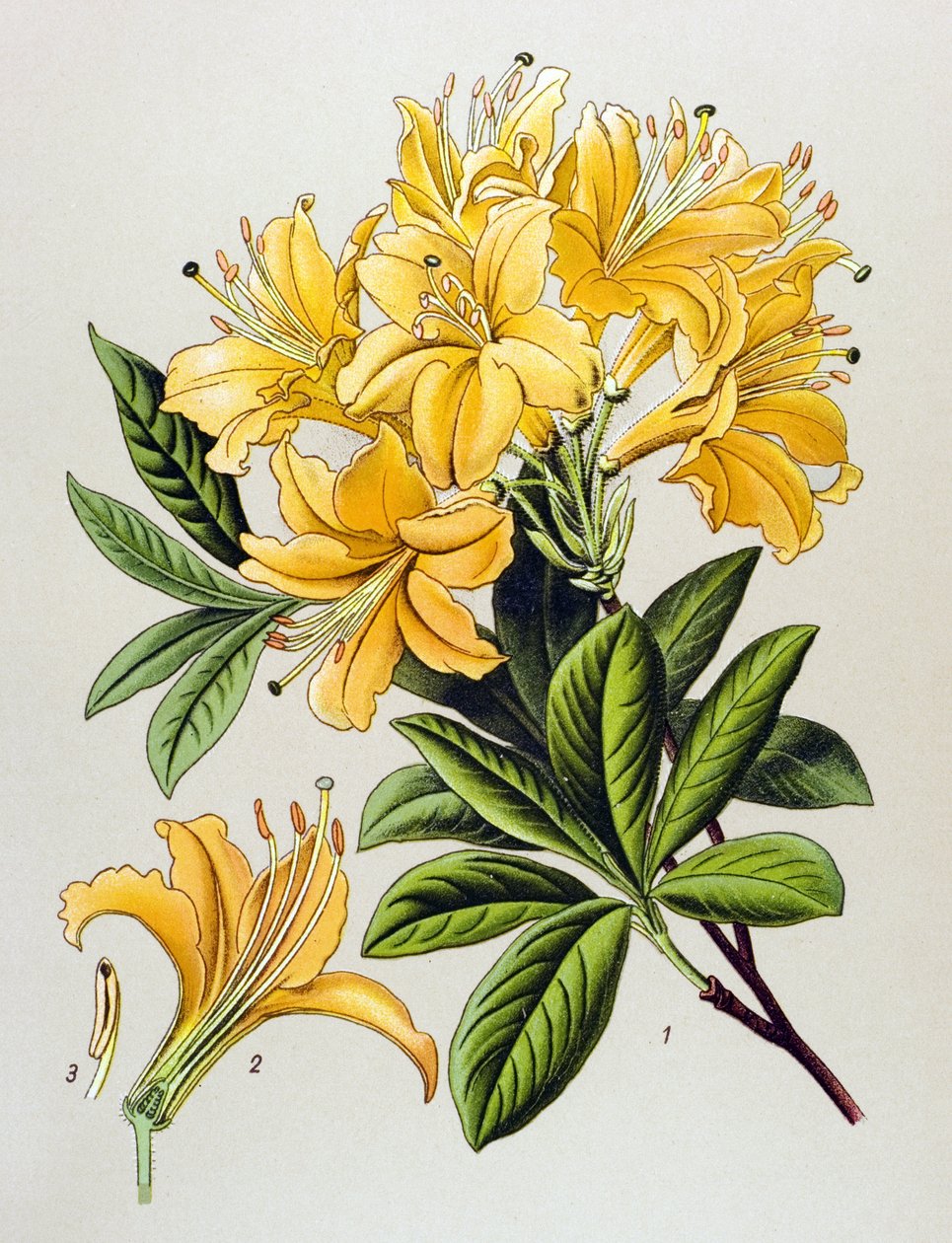Botanische plaat, giftige plant: gele azalea (Rhododendron luteum) door Unbekannter Künstler