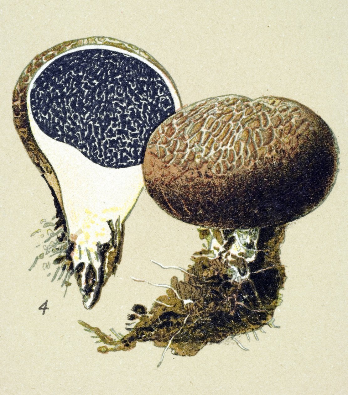 Botanisch bord met giftige schimmel: gewone aardappelbovist (Scleroderma vulgare). door Unbekannter Künstler