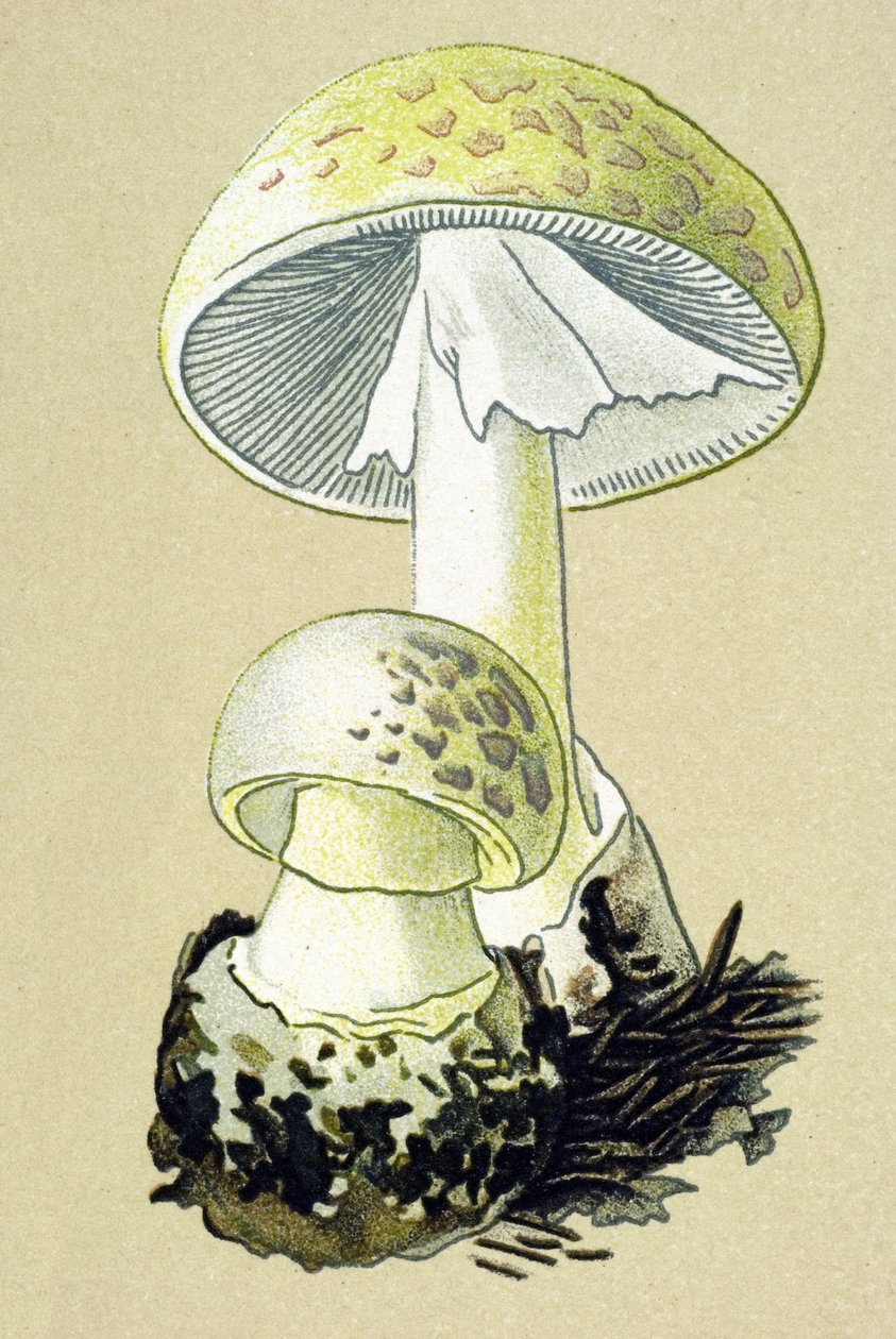 Botanische plaat met giftige schimmel: phalloid amaniet (Amanita phalloides) door Unbekannter Künstler