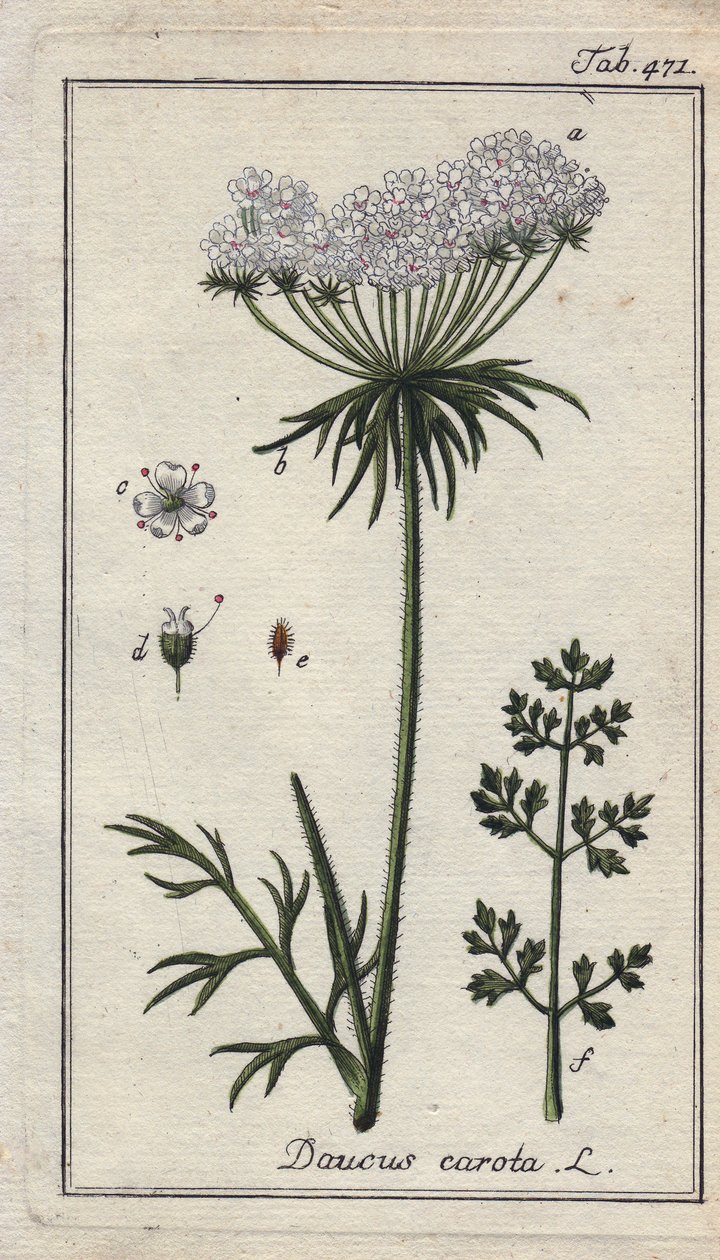 Botanisch: wortelbloem - Wortelbloemen en bladeren, Daucus carota. Handgekleurde kopergravure naar een tekening van B. Thanner uit Johannes Zorn