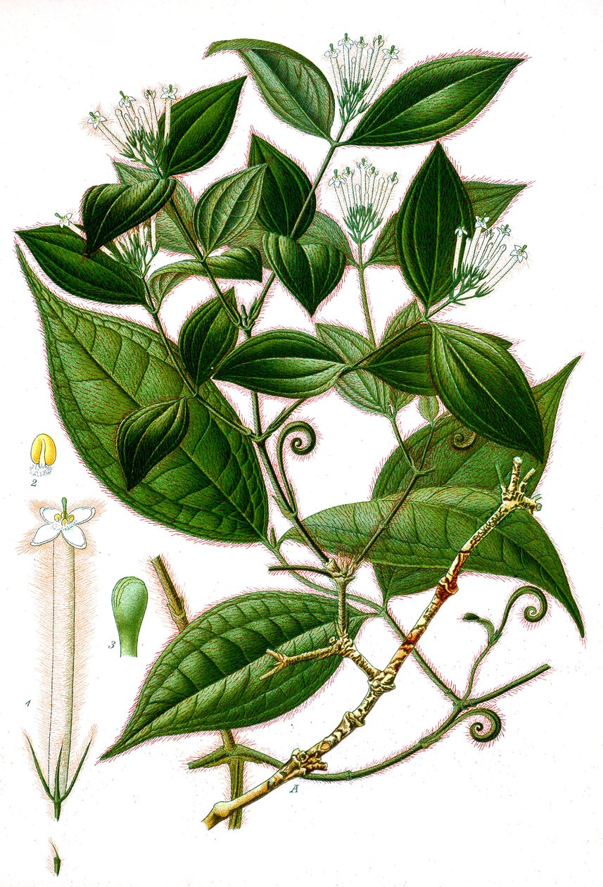 Botanische illustratie/Strychnos toxifera/Curare door Unbekannt