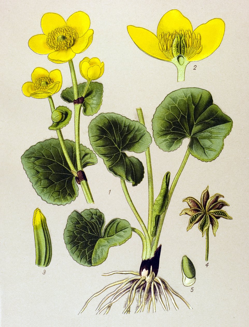Botanische plank. Giftige plant: moerasbevolking (Caltha palustris) door Unbekannter Künstler